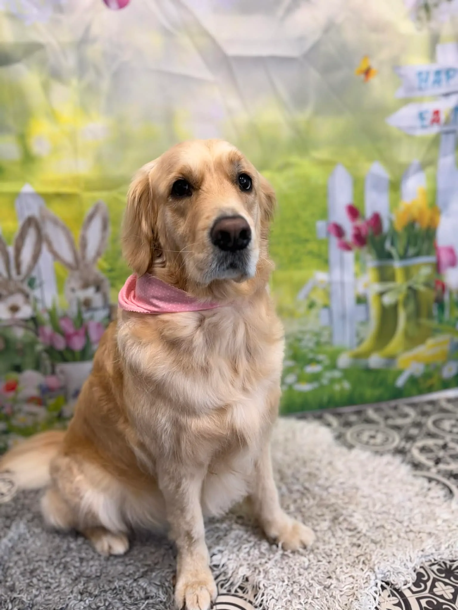 Golden Retriever after grooming