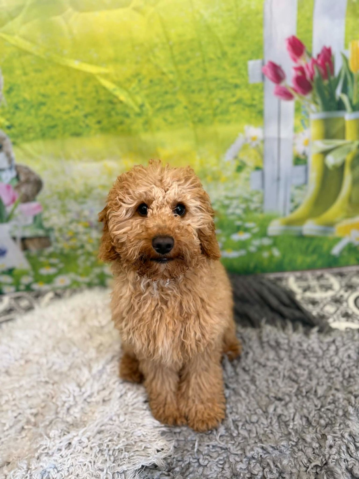 Dog before grooming